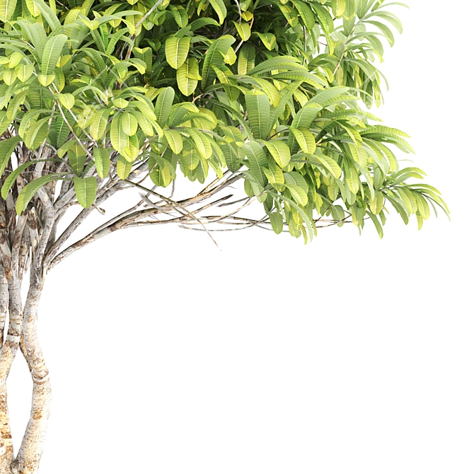 Tropical Paradise: Twin Frangipani Trees 3D model image 4