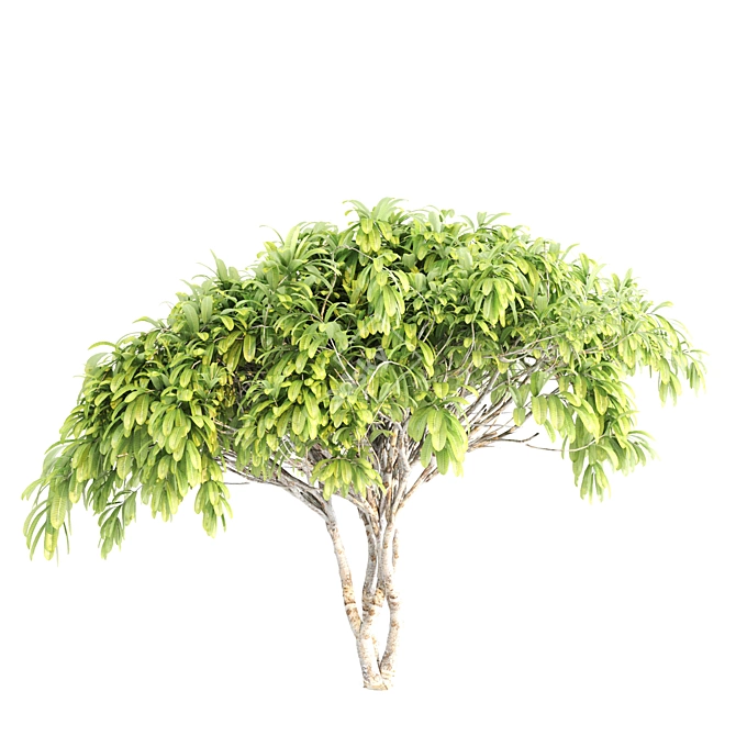 Tropical Paradise: Twin Frangipani Trees 3D model image 5
