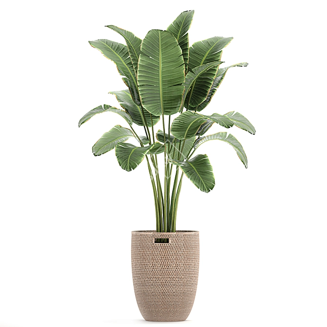 Tropical Banana Palm in Rattan Basket 3D model image 1