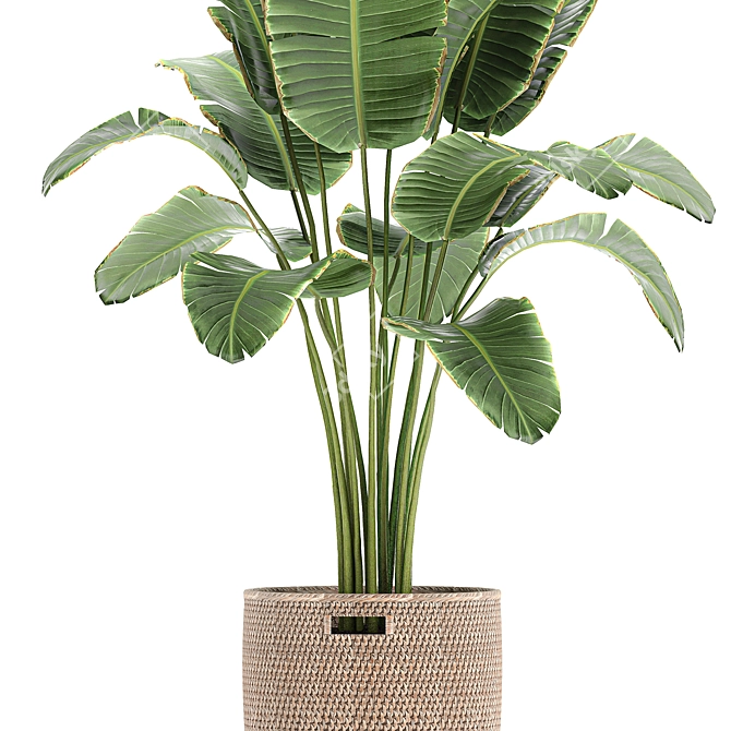 Tropical Banana Palm in Rattan Basket 3D model image 2