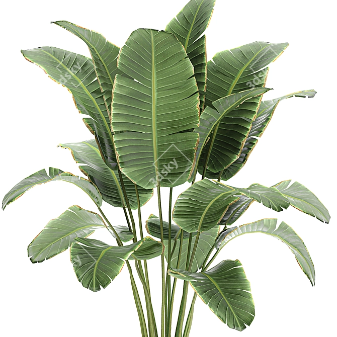 Tropical Banana Palm in Rattan Basket 3D model image 4