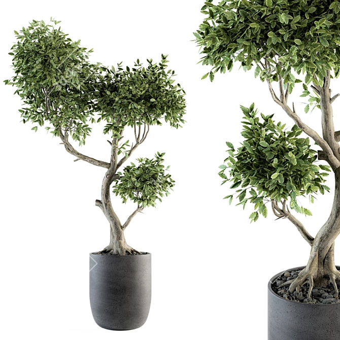 Mini Bonsai Set: Indoor Greenery 3D model image 2