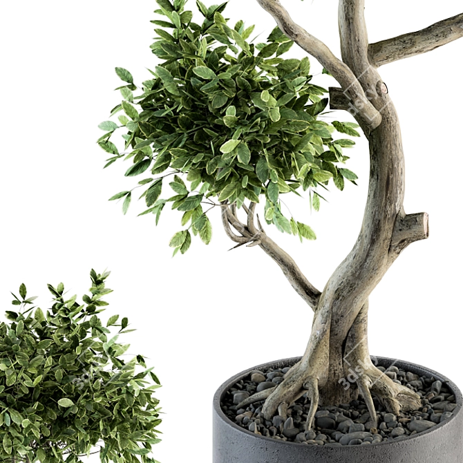 Mini Bonsai Set: Indoor Greenery 3D model image 3