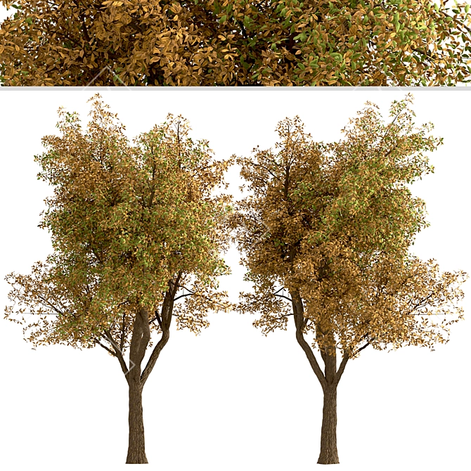 Temperate Chestnut Tree Duo 3D model image 5