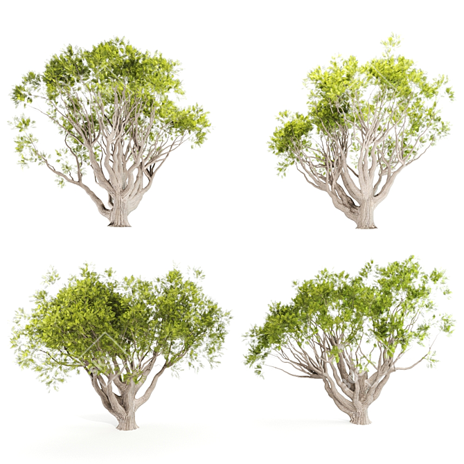 13M Acacia Tree: Majestic and Versatile 3D model image 1