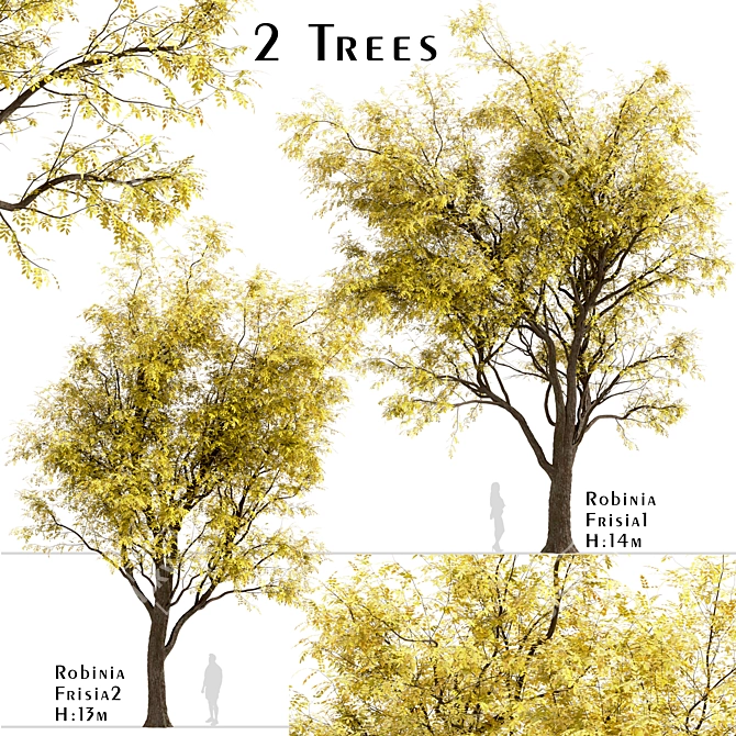 Frisia Black Locust Trees: Vibrant Yellow-Green Leaves, 2-Pack 3D model image 1