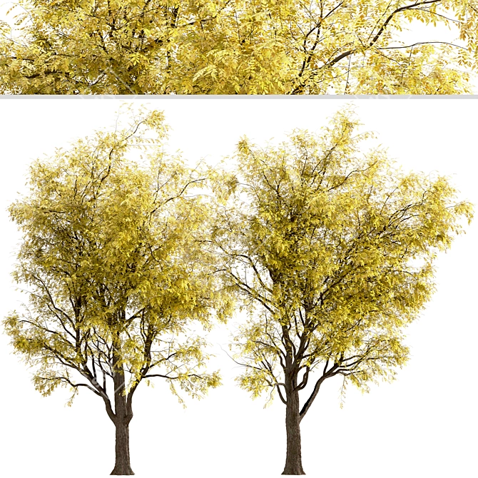 Frisia Black Locust Trees: Vibrant Yellow-Green Leaves, 2-Pack 3D model image 2