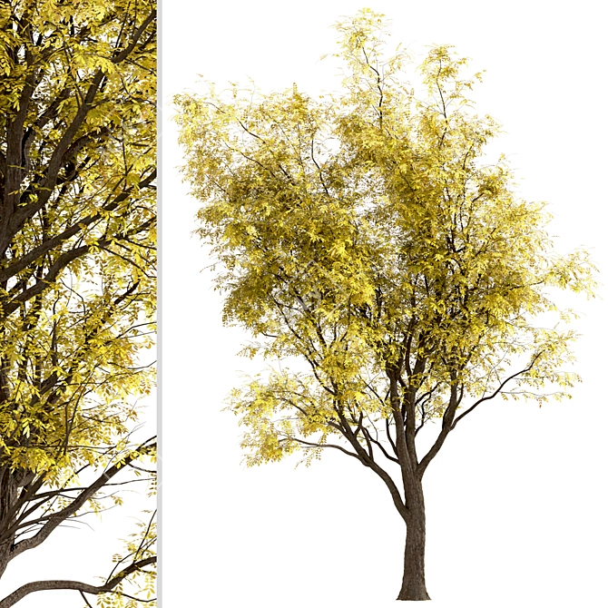 Frisia Black Locust Trees: Vibrant Yellow-Green Leaves, 2-Pack 3D model image 3