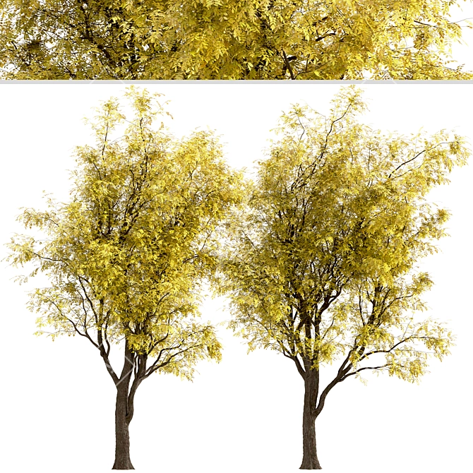 Frisia Black Locust Trees: Vibrant Yellow-Green Leaves, 2-Pack 3D model image 4