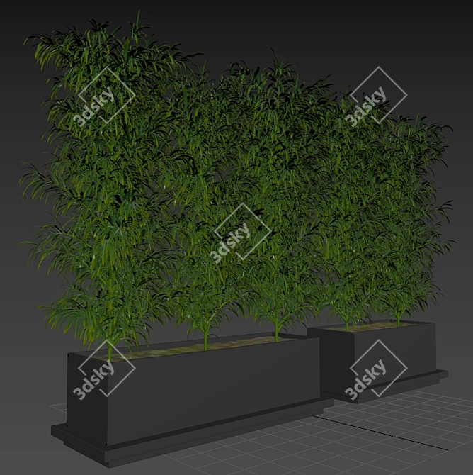 Tropical Palm Plant in Box 3D model image 4