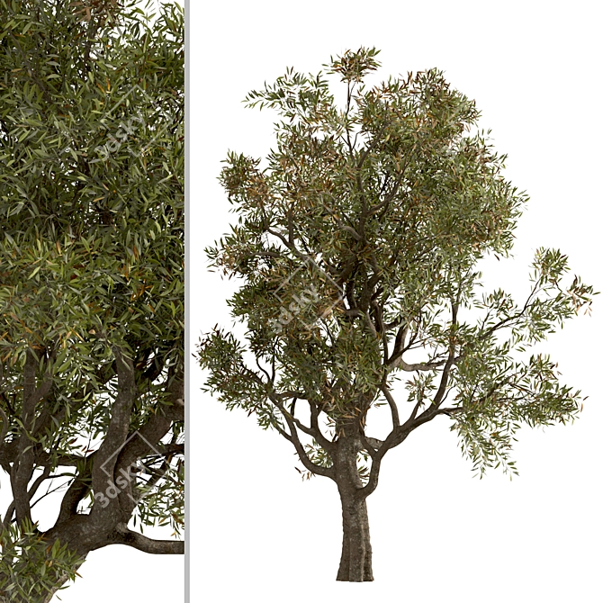 Mediterranean Duo: Set of 2 Olive Trees 3D model image 4