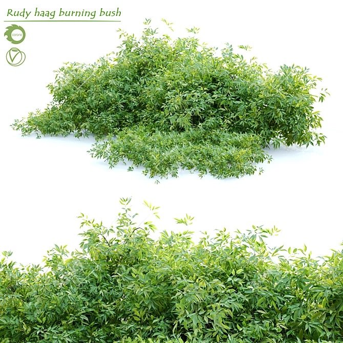 Rudy Haag Burning Bush - Vibrant and Versatile! 3D model image 1