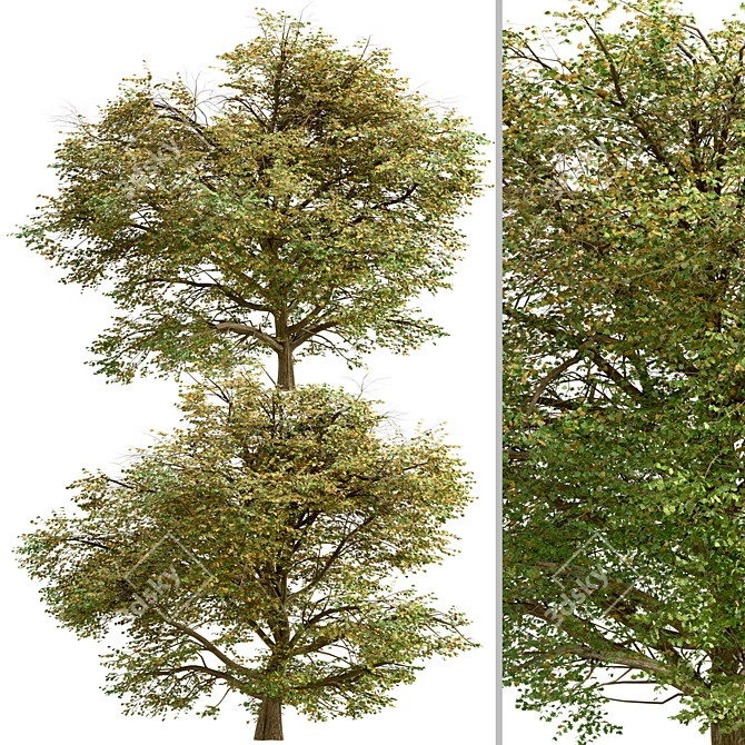 Delightful Set of Hawthorn Trees 3D model image 2