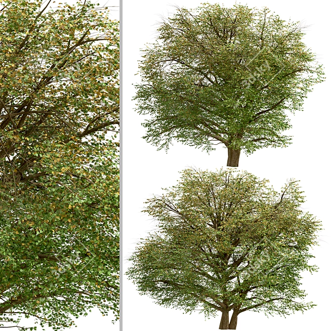 Delightful Set of Hawthorn Trees 3D model image 4