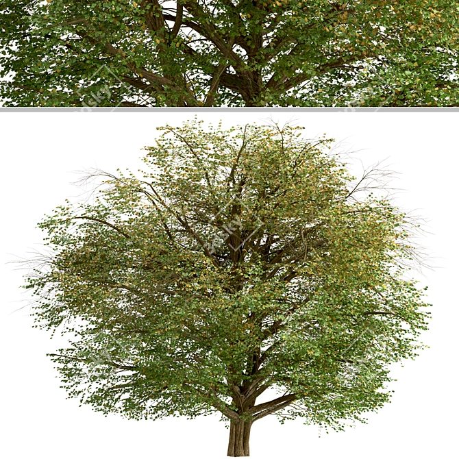 Delightful Set of Hawthorn Trees 3D model image 5