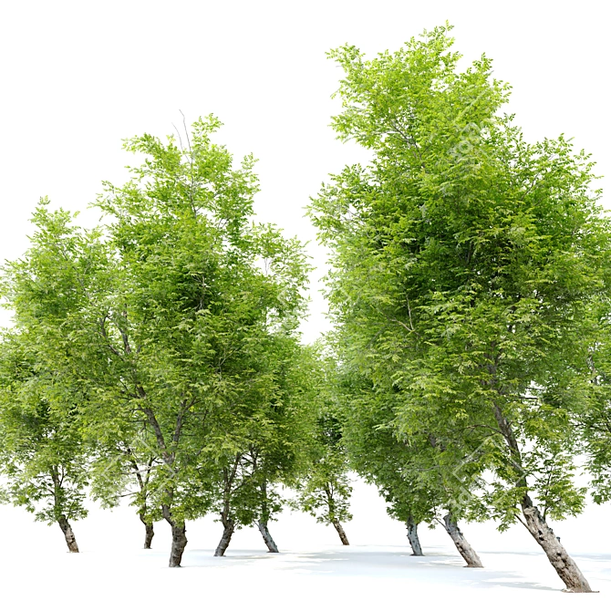 Fiddlewood Tree: 12m Height, Exquisite Citharexylum Spinosum 3D model image 2