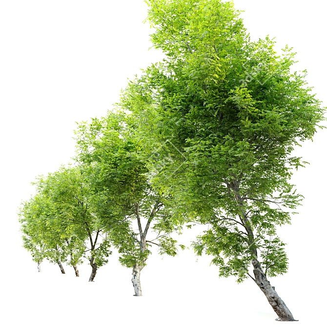 Fiddlewood Tree: 12m Height, Exquisite Citharexylum Spinosum 3D model image 3