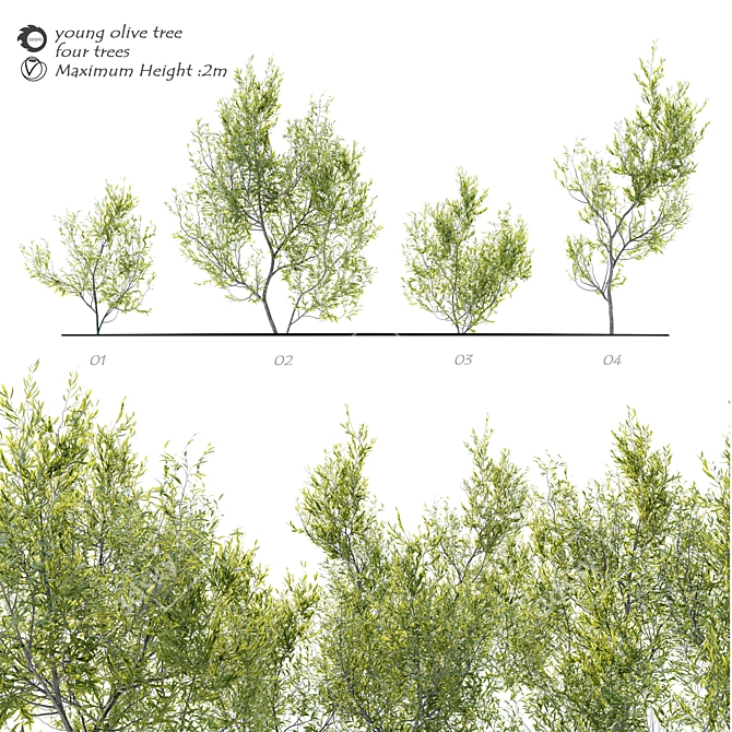 Evergreen Elegance: Four Young Olive Trees 3D model image 1