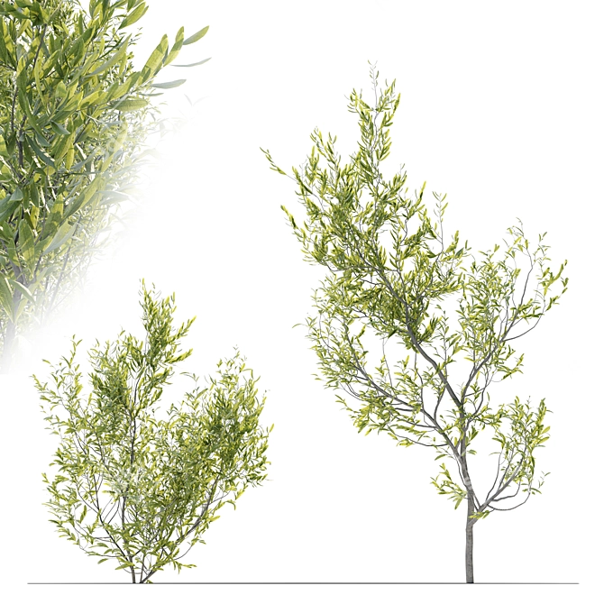 Evergreen Elegance: Four Young Olive Trees 3D model image 3