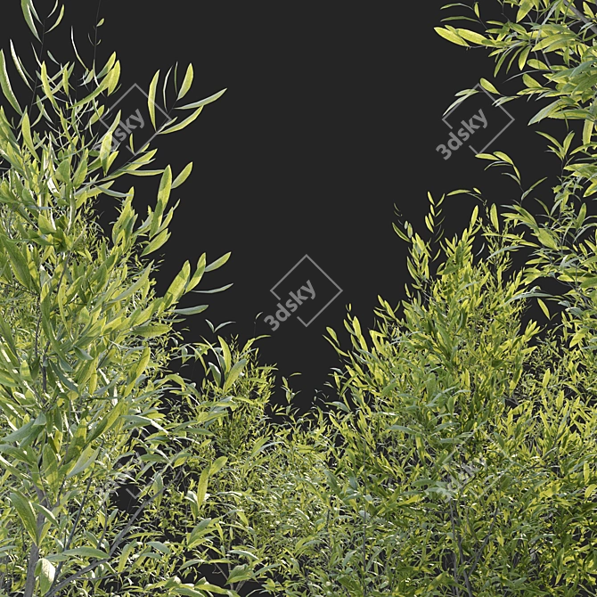 Evergreen Elegance: Four Young Olive Trees 3D model image 4