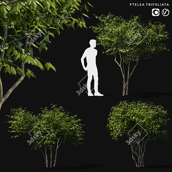 Elegant Three-Leafed Ptelea Tree 3D model image 1