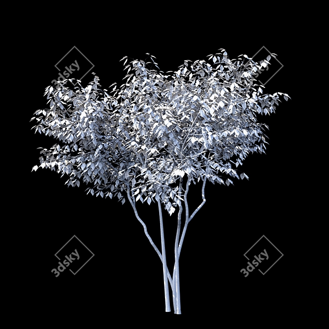 Elegant Three-Leafed Ptelea Tree 3D model image 2