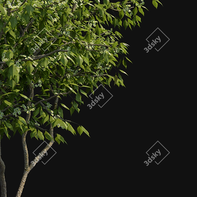 Elegant Three-Leafed Ptelea Tree 3D model image 3