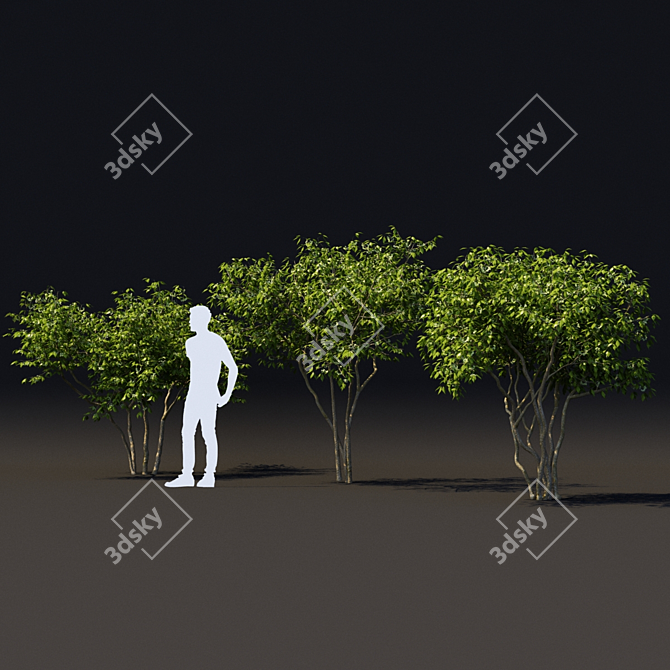 Elegant Three-Leafed Ptelea Tree 3D model image 4