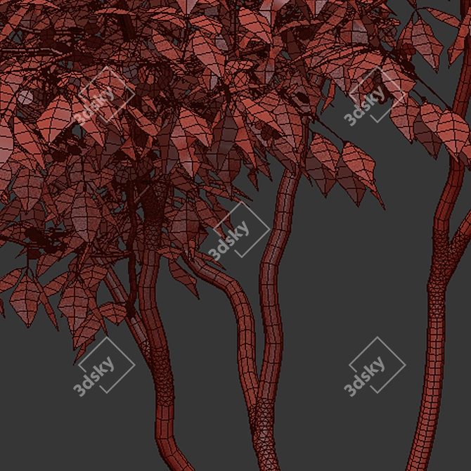 Elegant Three-Leafed Ptelea Tree 3D model image 5