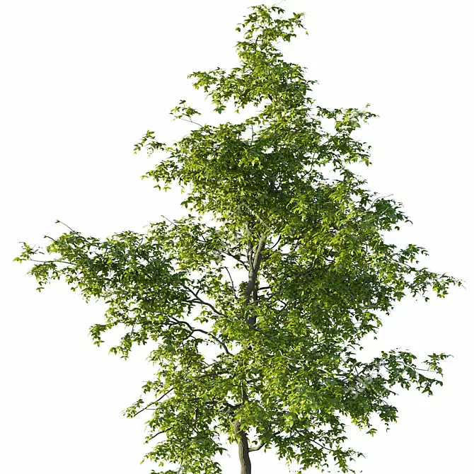 Pennsylvania Ash Tree Pair with Stunning Polycounts 3D model image 3