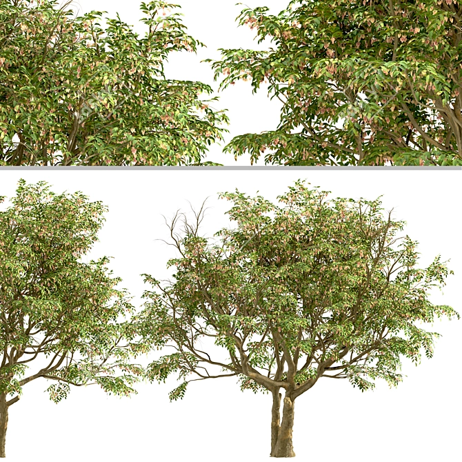 Evergreen Ash Trees Set (2 Trees) 3D model image 2