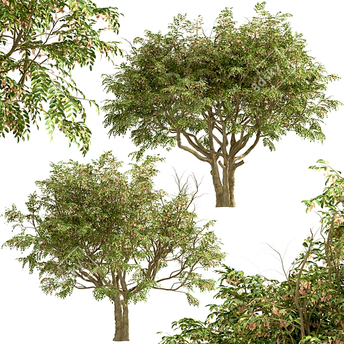 Evergreen Ash Trees Set (2 Trees) 3D model image 4