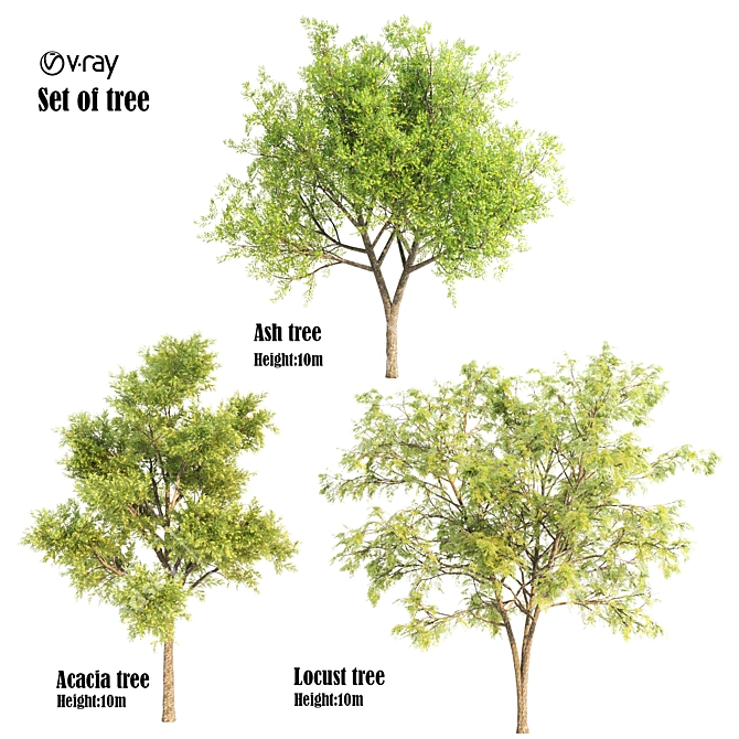 Diverse Trio: Locust, Acacia, Ash 3D model image 1