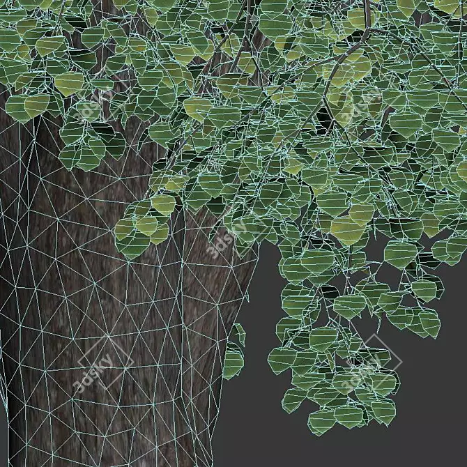 Tilia europaea 16,18m - Two Detailed Trees 3D model image 5