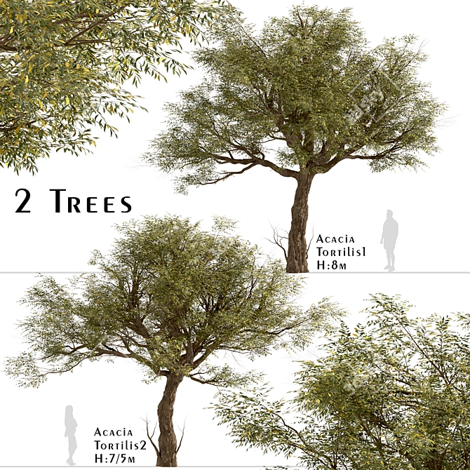 Exquisite Acacia Tortilis Set (2 Trees) 3D model image 1