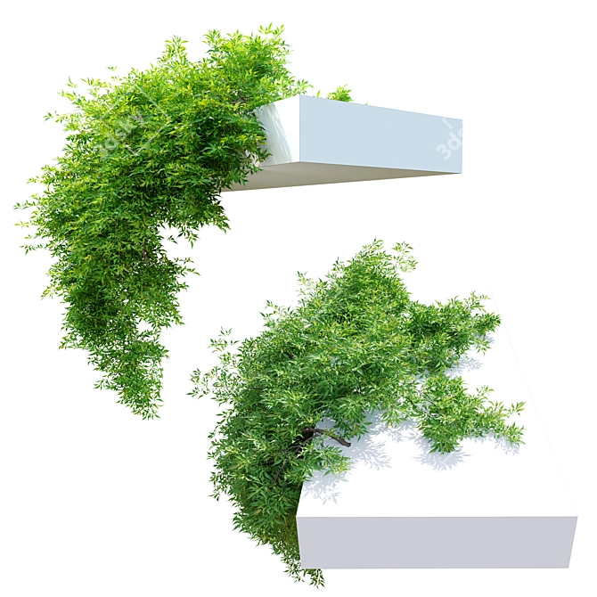 Hanging Plant - Corolla FBX 3D model image 2