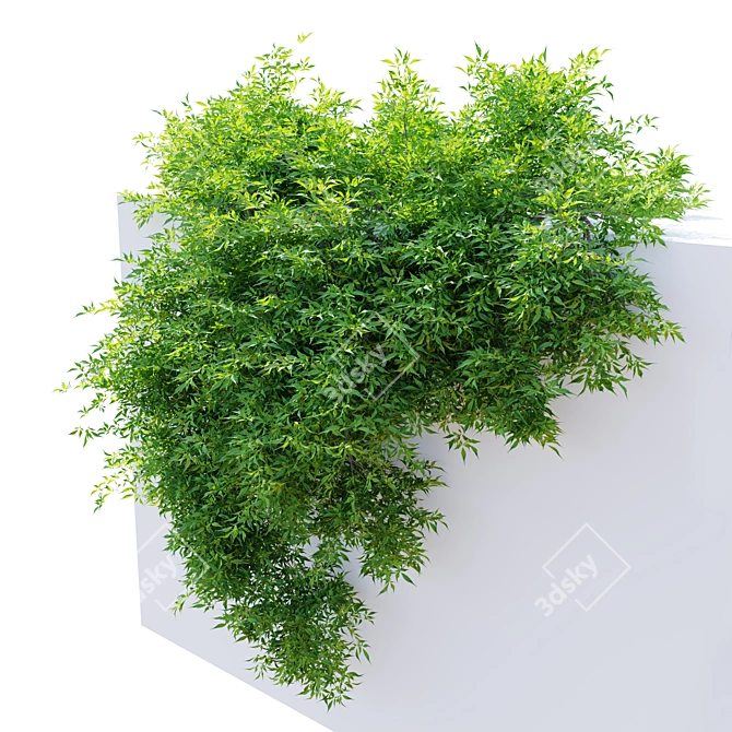 Hanging Plant - Corolla FBX 3D model image 4