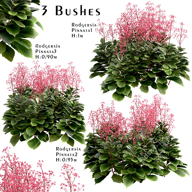 Featherleaf Rodgersia: Set of 3 Bushes 3D model image 1