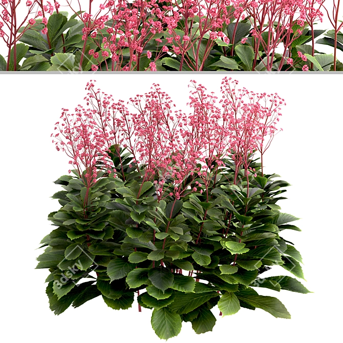 Featherleaf Rodgersia: Set of 3 Bushes 3D model image 2