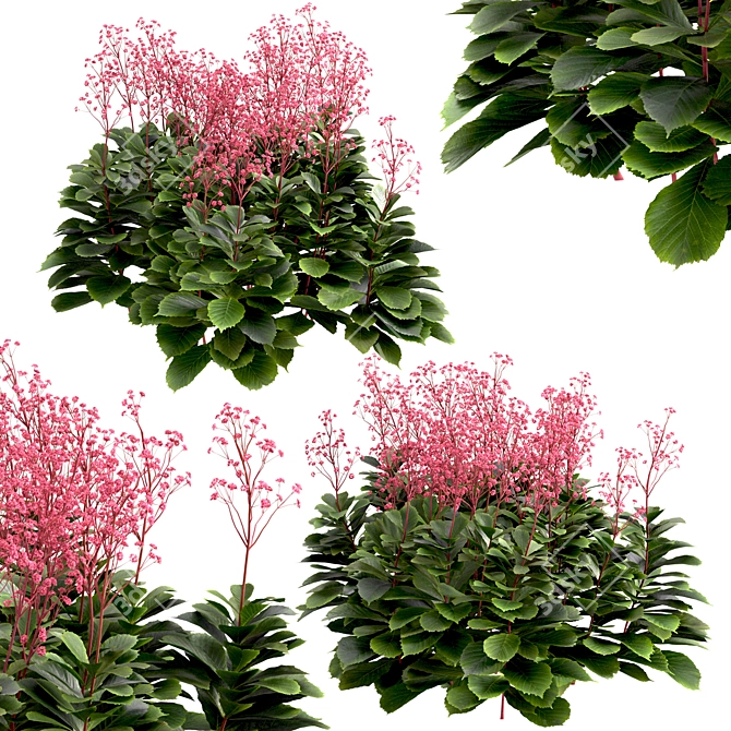 Featherleaf Rodgersia: Set of 3 Bushes 3D model image 4