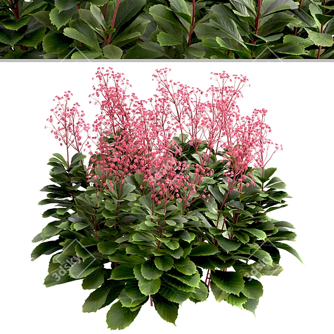 Featherleaf Rodgersia: Set of 3 Bushes 3D model image 5