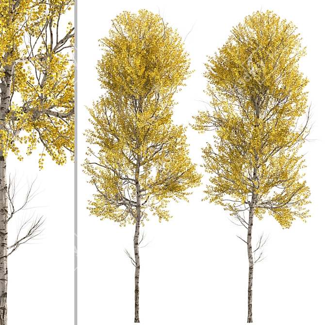 Quaking Aspen Trees (2-Piece Set) 3D model image 4