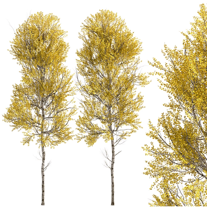 Quaking Aspen Trees (2-Piece Set) 3D model image 5