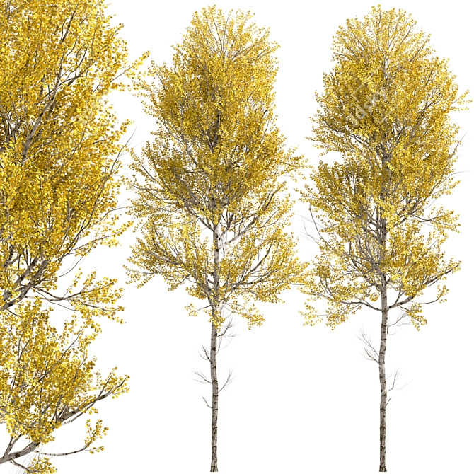 Quaking Aspen Trees (2-Piece Set) 3D model image 6