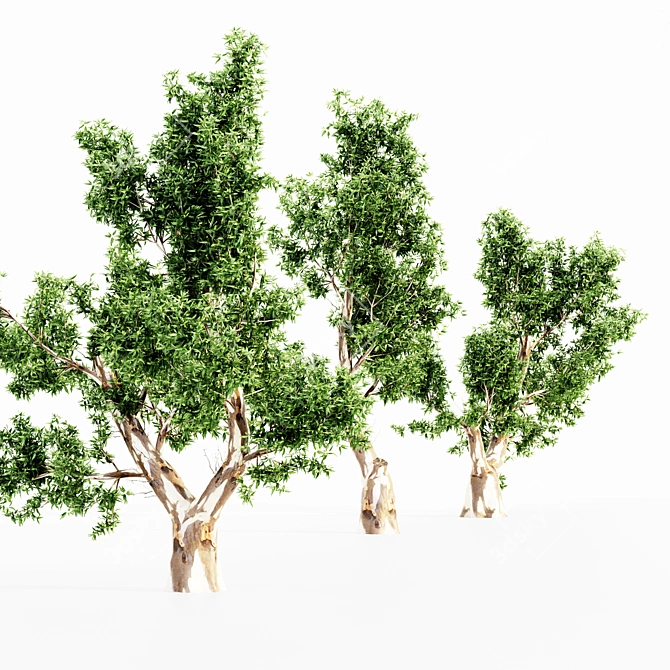 Majestic Red Gum Trees - 5 Varieties 3D model image 4