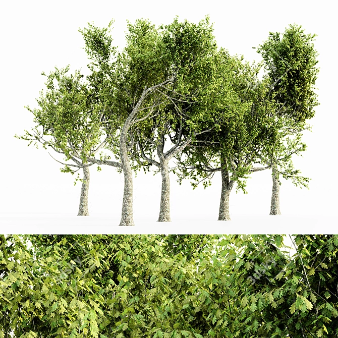Majestic Red Oak Tree Set 3D model image 1