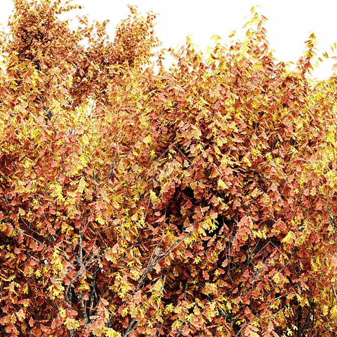 Autumn Oak Tree Collection 3D model image 2