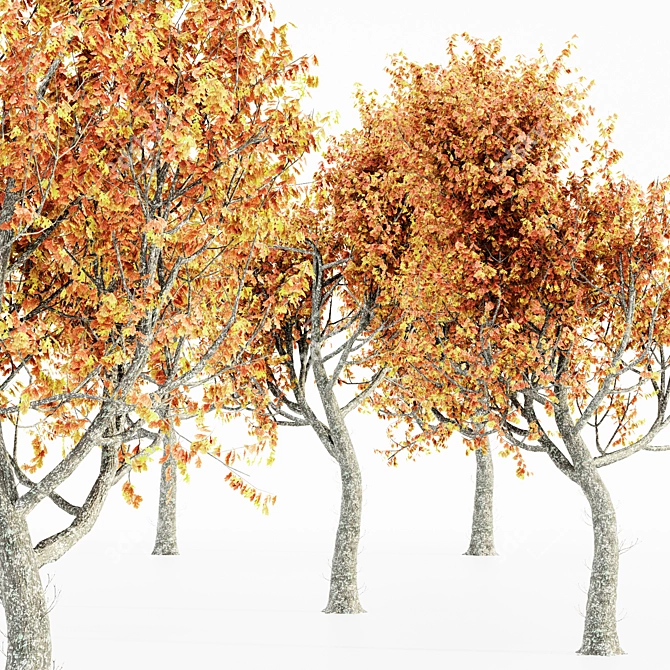 Autumn Oak Tree Collection 3D model image 3