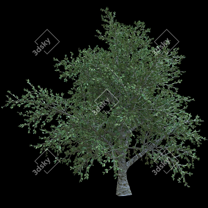 Elegant Cherry Blossom Tree 3D model image 1