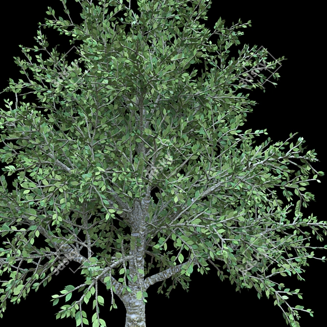 Elegant Cherry Blossom Tree 3D model image 3